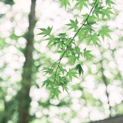 单机的打鱼游戏手机app下载