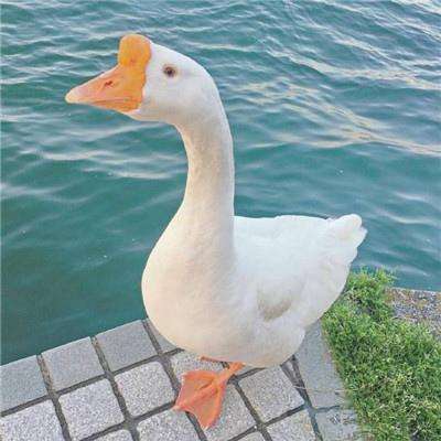 江南平台app下载安装手机app下载